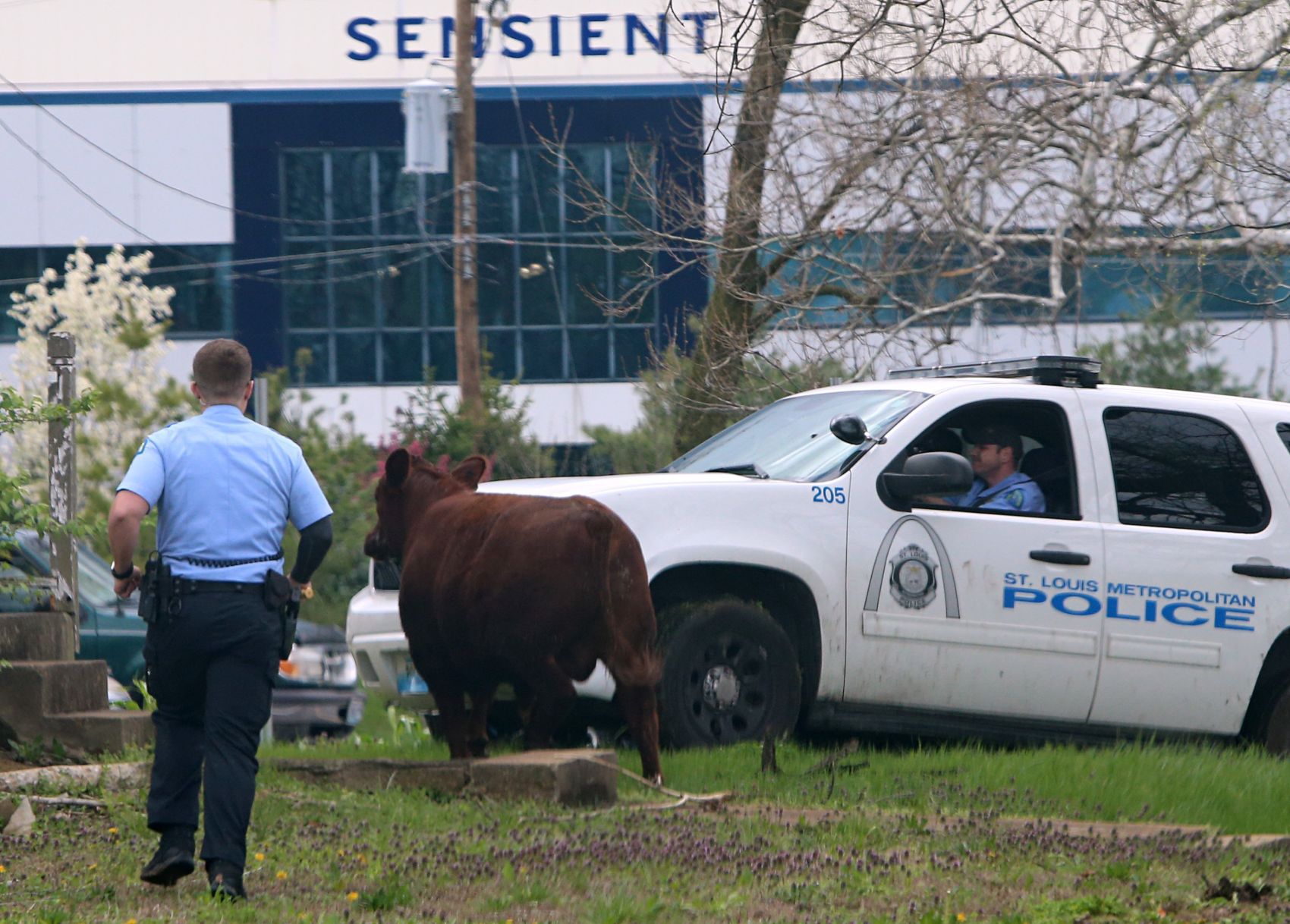 Steer breaks for freedom